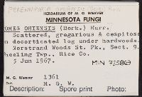 Perenniporia ohiensis image