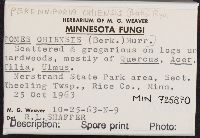 Perenniporia ohiensis image