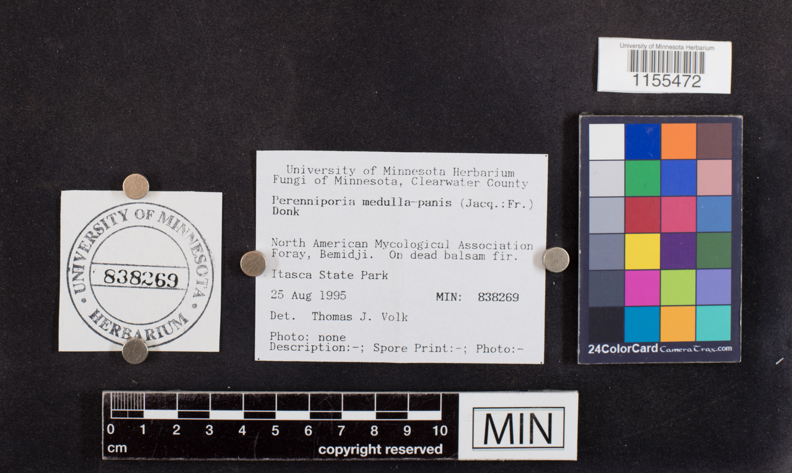 Perenniporia medulla-panis image