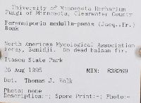 Perenniporia medulla-panis image