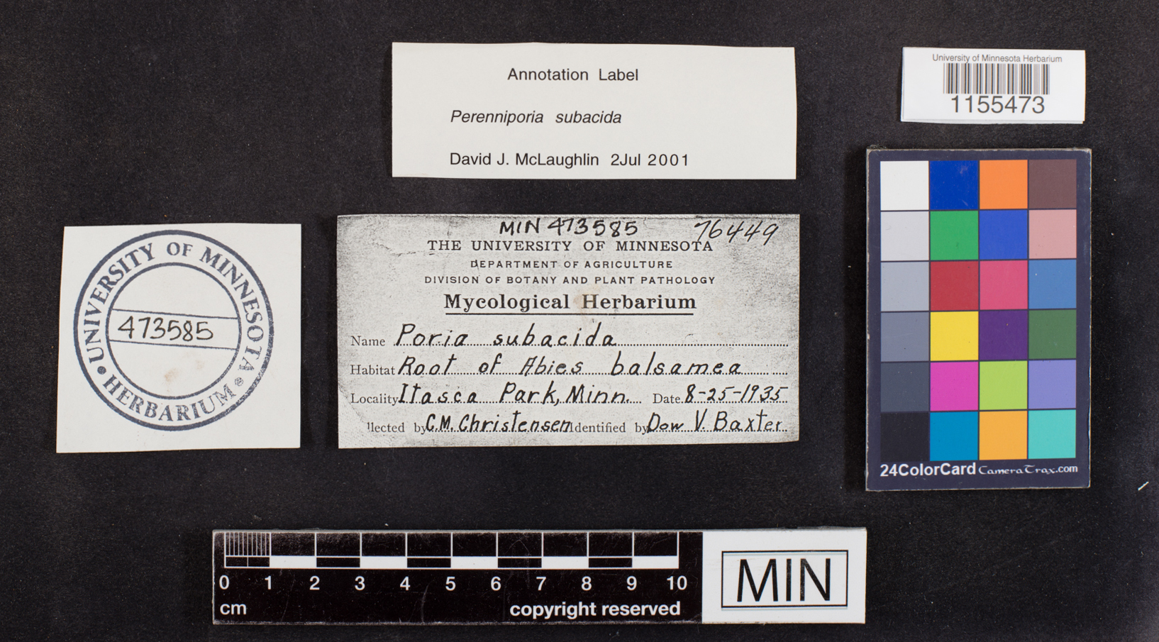 Perenniporia subacida image