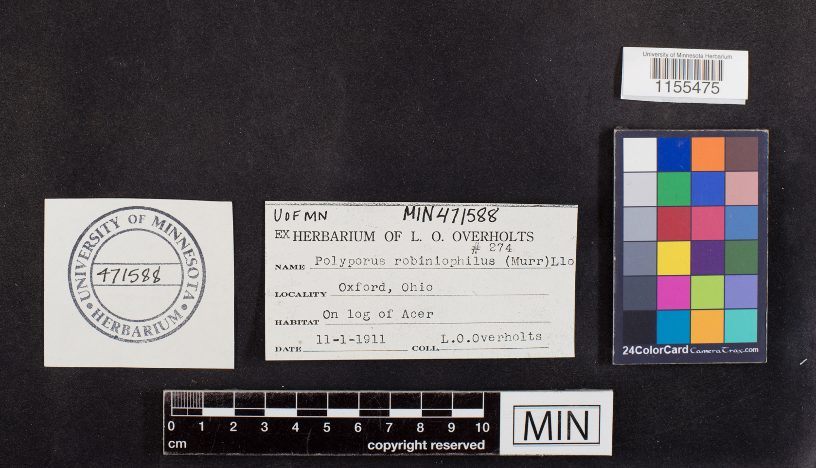 Polyporus robiniophilus image