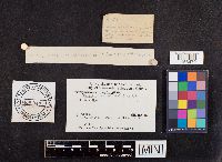 Phaeolus schweinitzii image