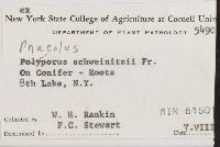 Phaeolus schweinitzii image