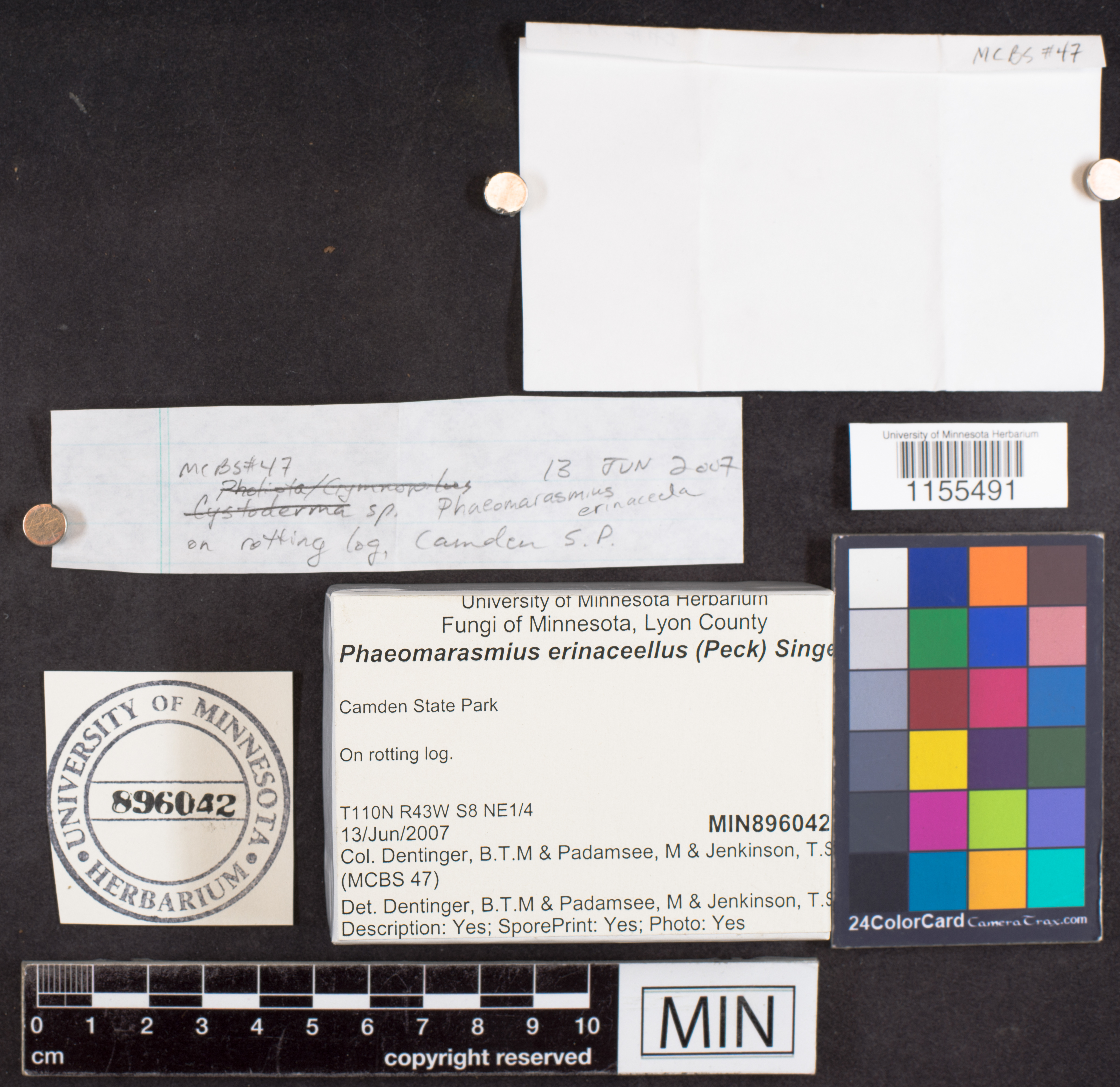 Flammulaster erinaceellus image