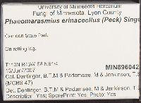 Flammulaster erinaceellus image