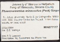 Flammulaster erinaceellus image