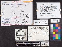 Flammulaster erinaceellus image