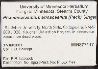 Flammulaster erinaceellus image