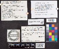 Flammulaster erinaceellus image