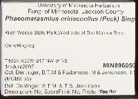 Flammulaster erinaceellus image