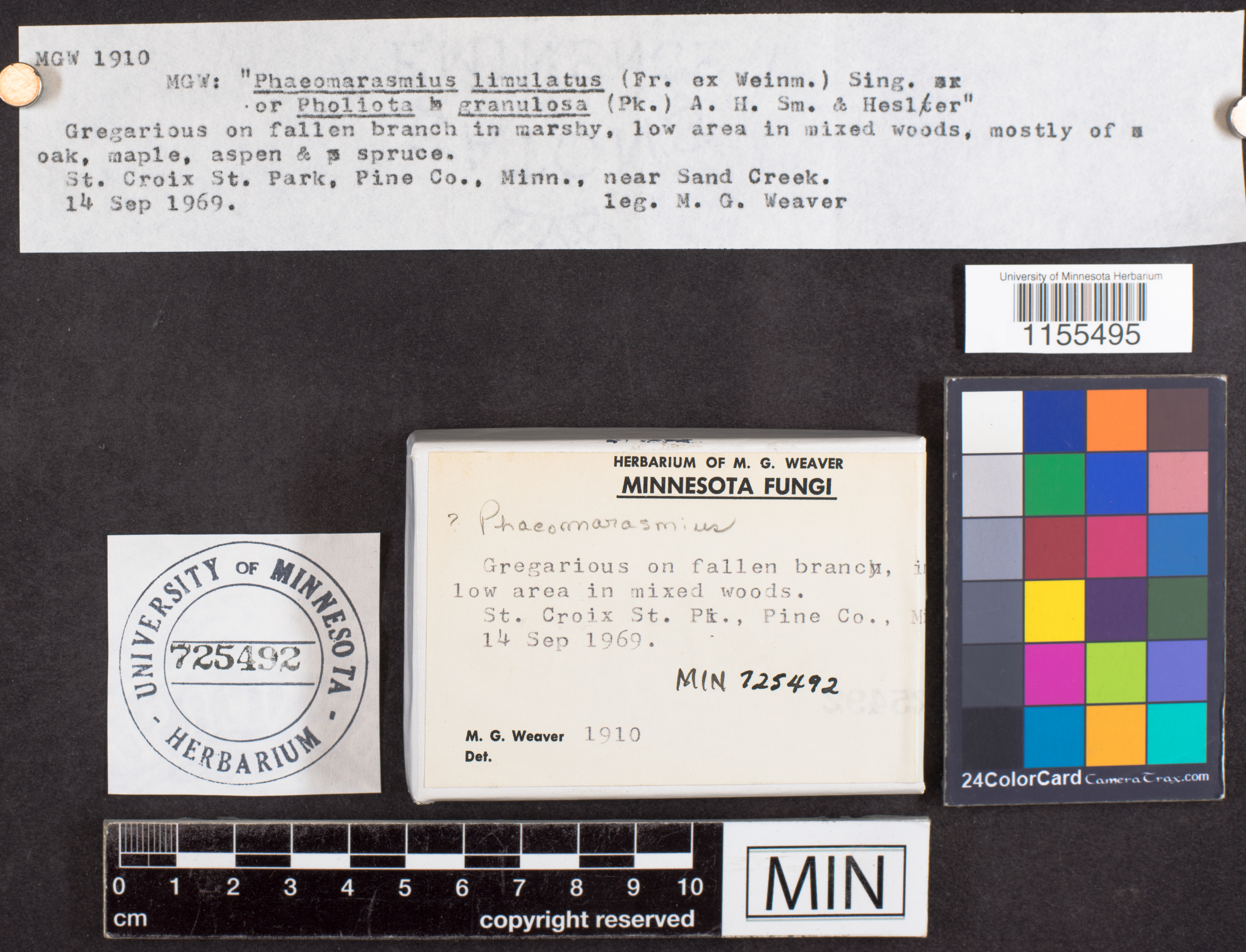 Phaeomarasmius image