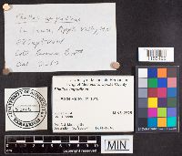 Phallus impudicus image