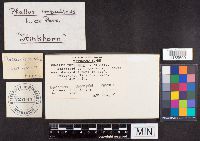 Phallus impudicus image