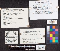 Phallus impudicus image