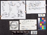 Phallus impudicus image