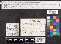 Phallus impudicus image