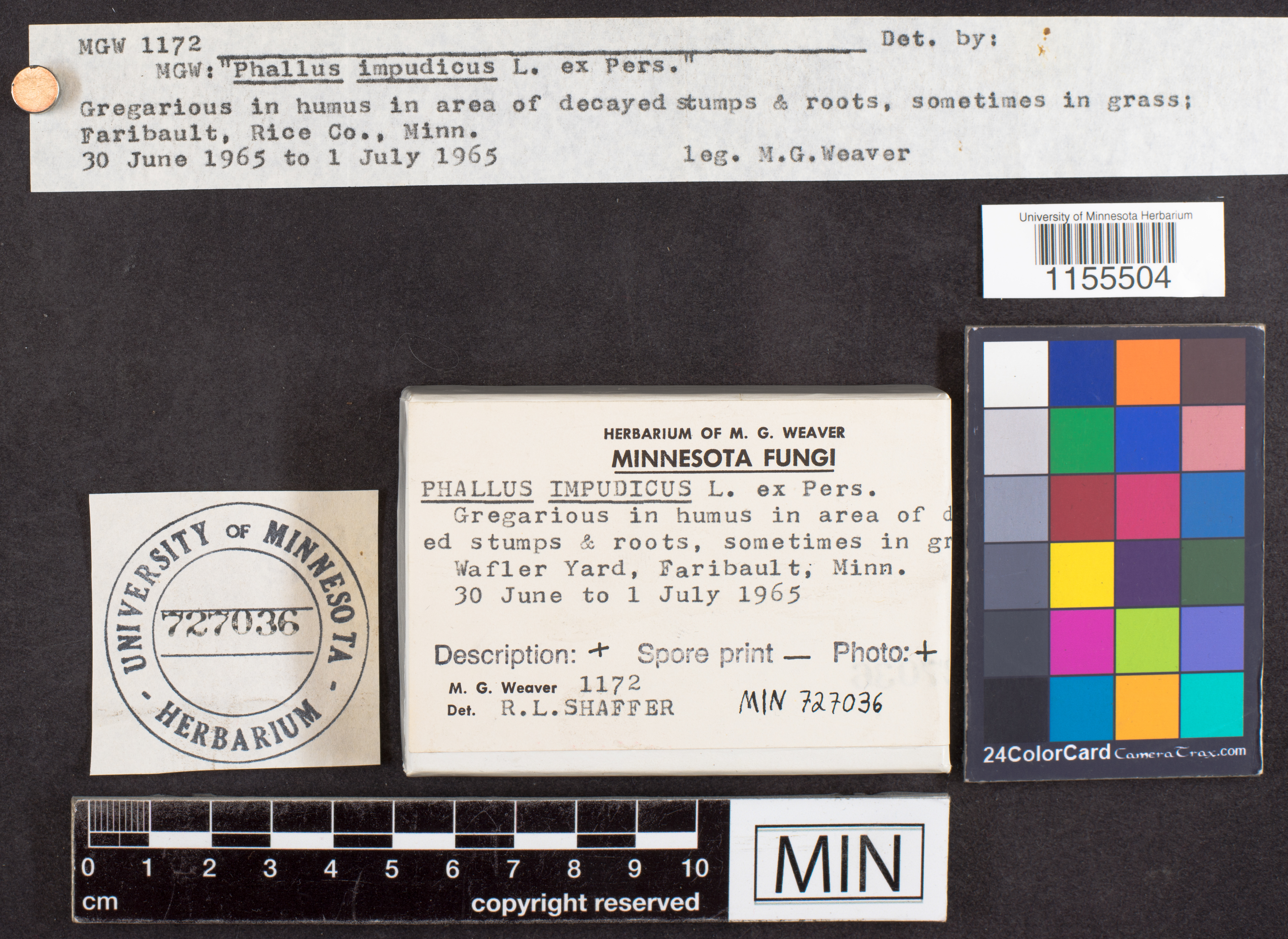 Phallus impudicus image