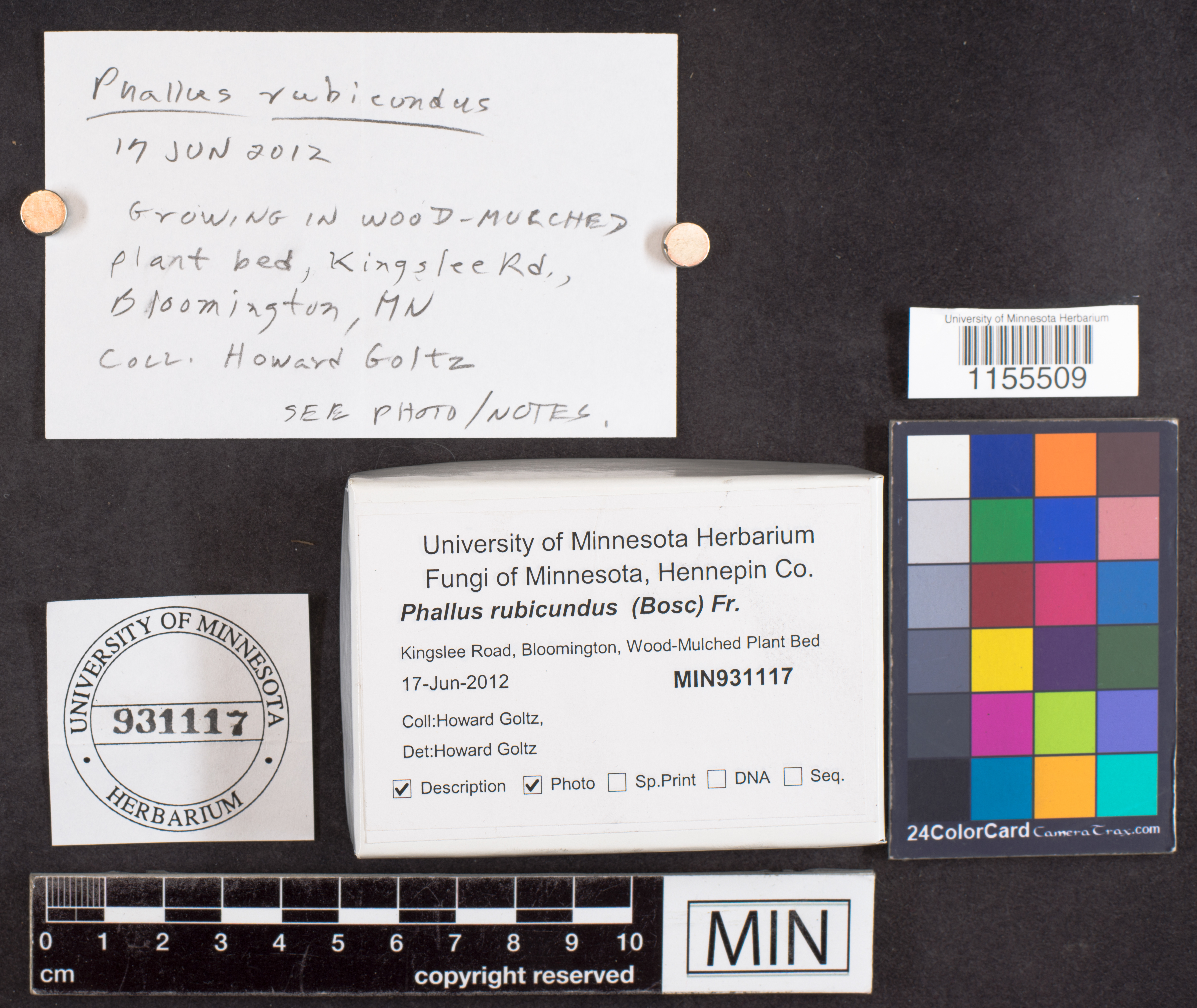 Phallus rubicundus image