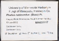 Phallus rubicundus image