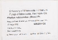 Phallus rubicundus image