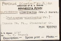 Phaeolus schweinitzii image