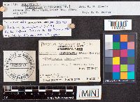 Phaeolus schweinitzii image