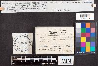 Phaeolus schweinitzii image