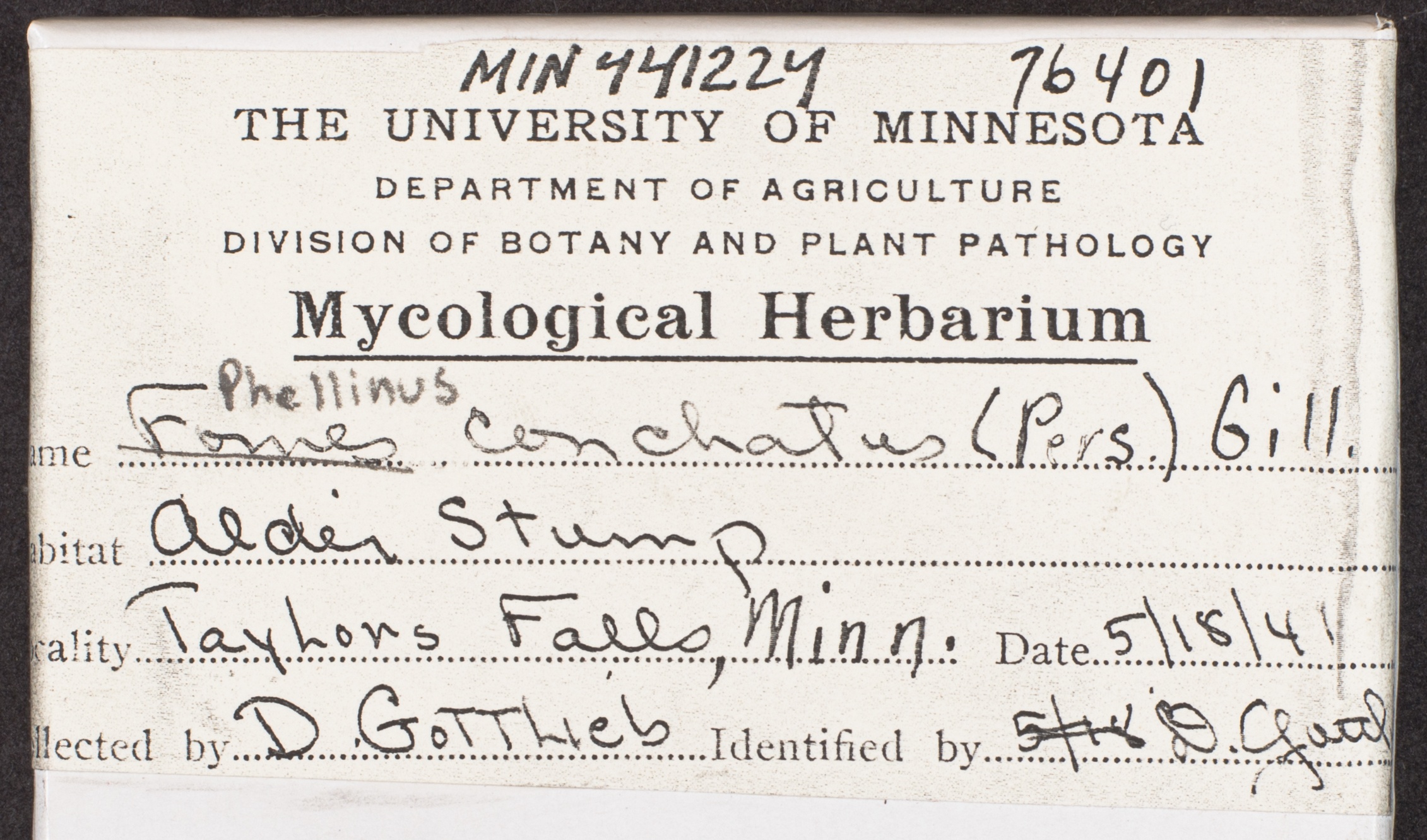 Phellinus conchatus image