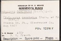 Phellinus conchatus image