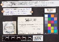 Phellinus conchatus image