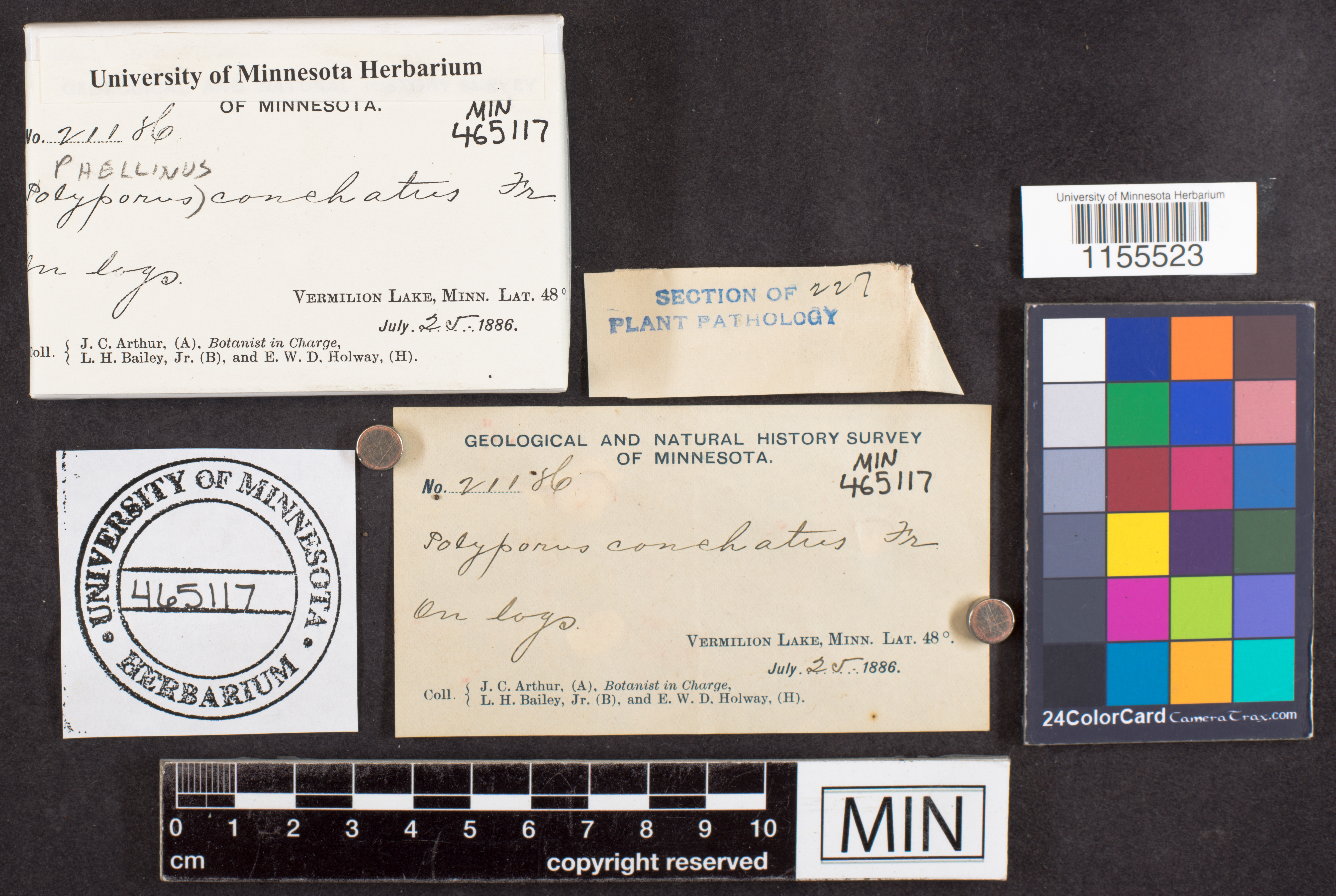 Polyporus conchatus image