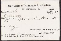 Polyporus conchatus image