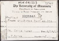 Phellinus conchatus image