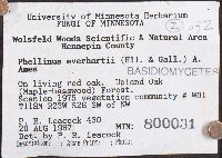 Phellinus everhartii image