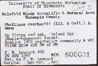 Phellinus everhartii image