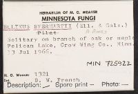 Phellinus everhartii image