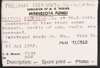 Phellinus everhartii image