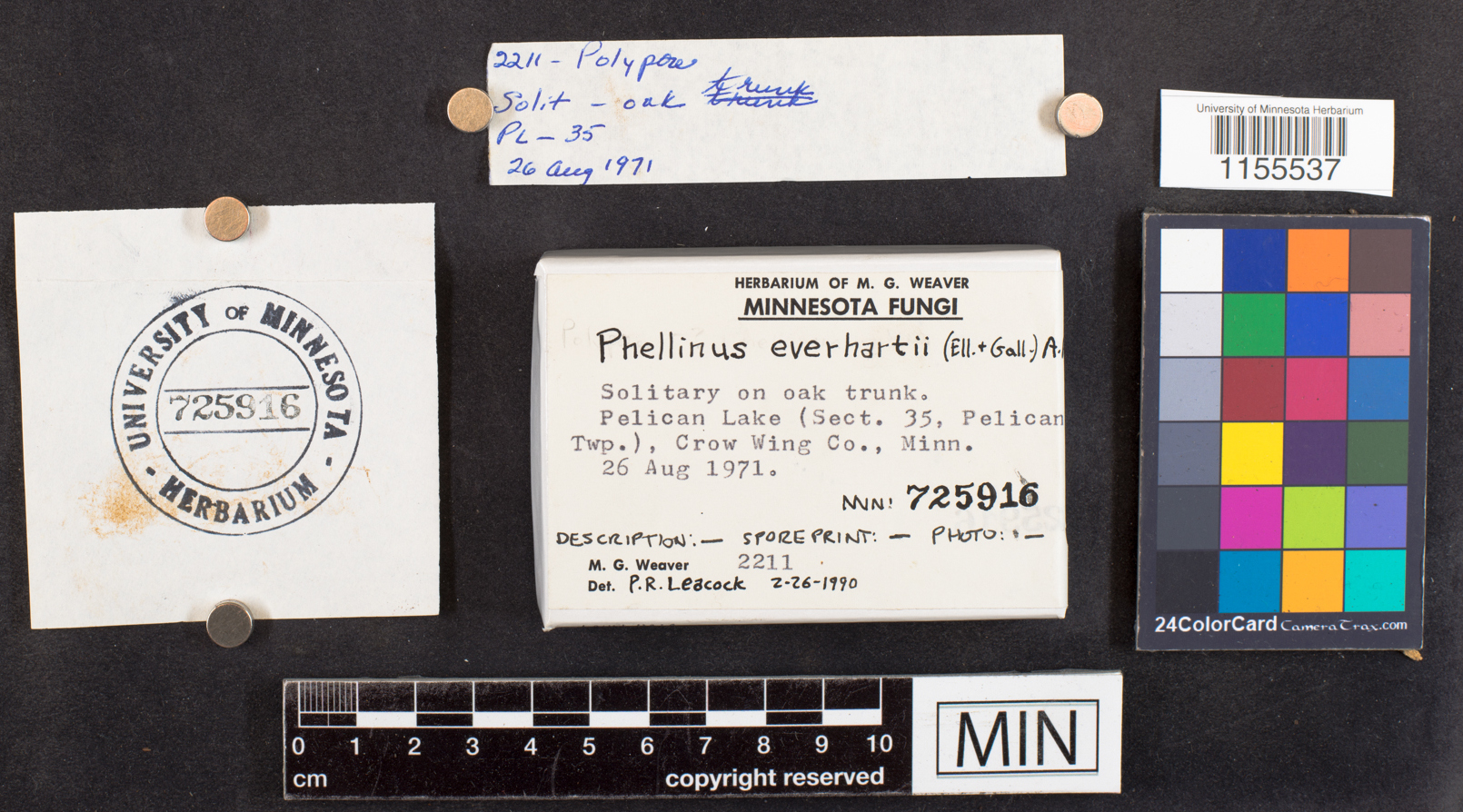 Phellinus everhartii image