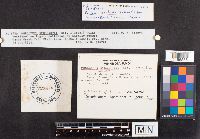 Phellinus everhartii image