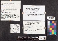 Phellinus everhartii image