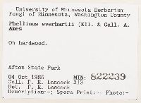 Phellinus everhartii image