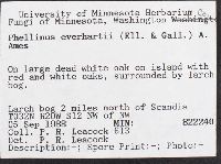 Phellinus everhartii image