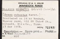 Phellinus gilvus image