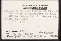 Phellinus gilvus image