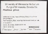 Phellinus gilvus image