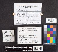 Phellinus gilvus image