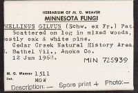 Phellinus gilvus image