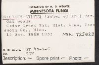 Phellinus gilvus image