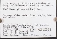 Phellinus gilvus image